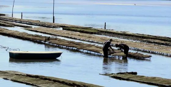 A morning on the water with our oyster farmer